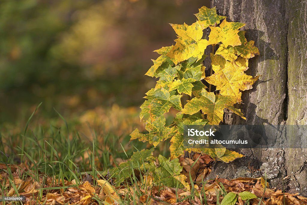 autunno - Foto stock royalty-free di Albero