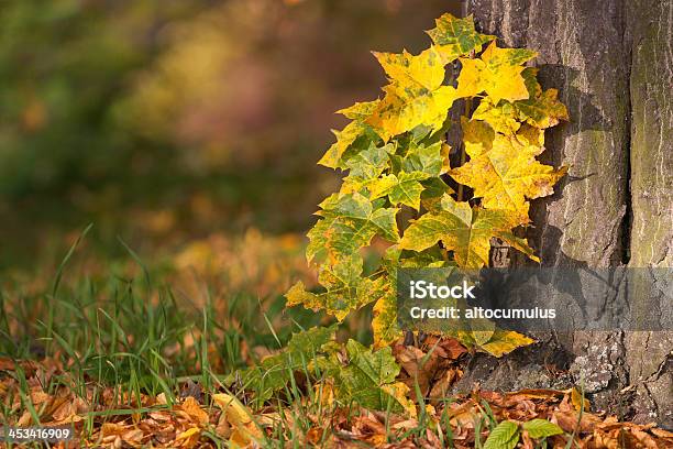 Autunno - Fotografie stock e altre immagini di Albero - Albero, Ambientazione esterna, Arancione