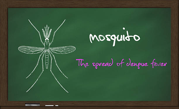 Quadro negro usado para propaganda científica, descrevendo mosquitos spread dengue - foto de acervo