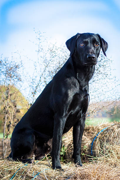 istock Portrait Labrador Retriever 453420591