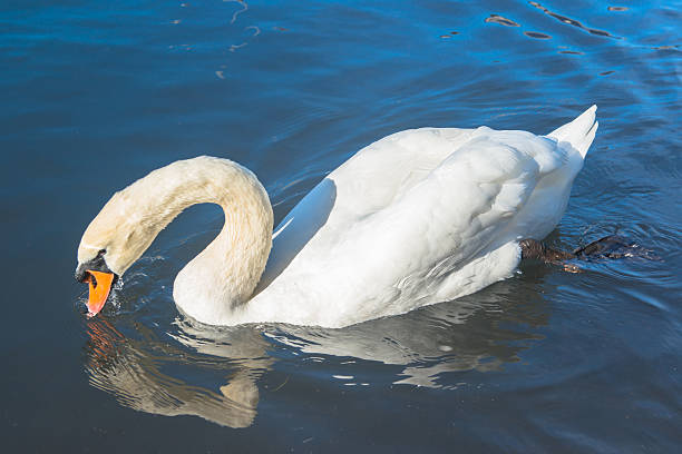 istock Noble swan with reflection in the blue water 453420937