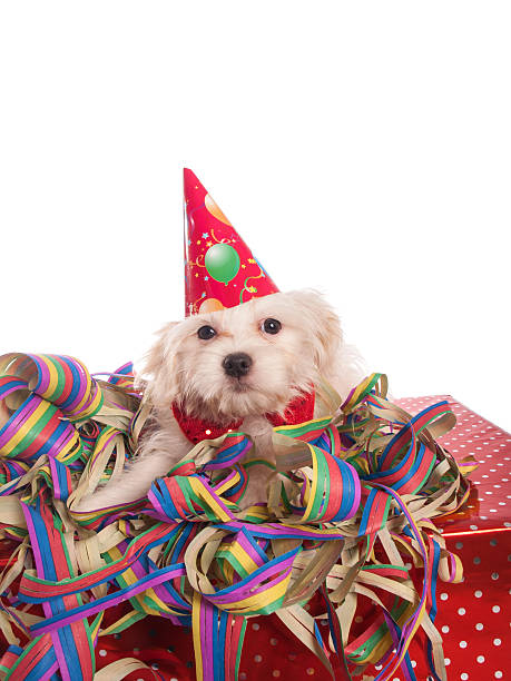 istock maltese dog with party hat  background 453421005