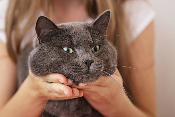 istock british shorthair cat in girls hands 453421099