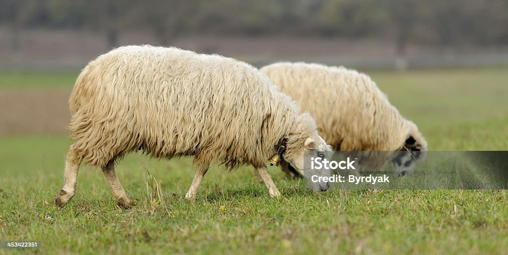 Sheep Sheep herd in field Agriculture Stock Photo