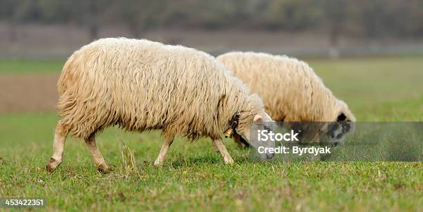 Sheep Stock Photo - Download Image Now - Agriculture, Animal, Animal Family