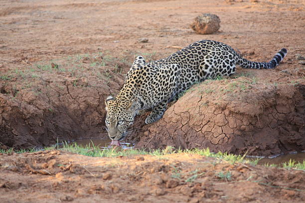 léopard dans le parc national de samburu - raid 5 photos et images de collection