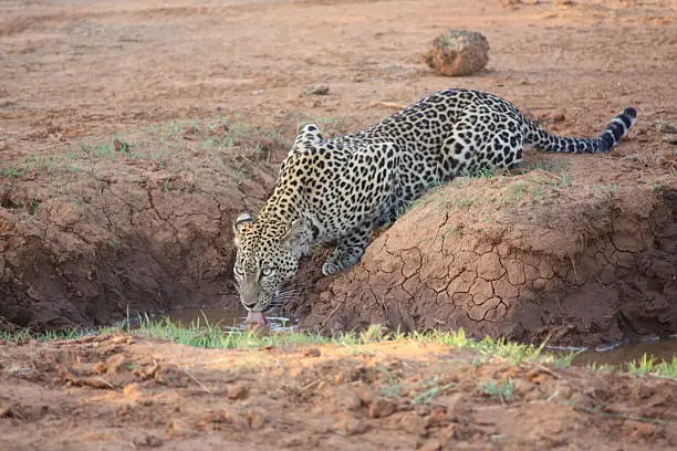 Photo of African Leopard in Samburu National Park