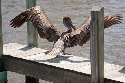 A juvenile Brown Pelican spreads its long wings as it prepares for take off into flight from a boat dock.