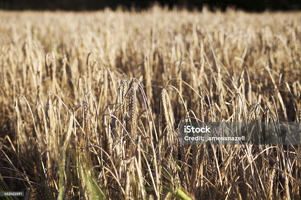 Champ de blé - Photo de Agriculture libre de droits