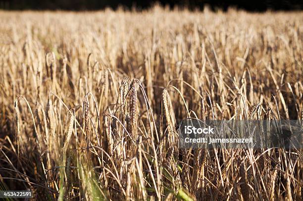 Поле Пшеницы — стоковые фотографии и другие картинки Без людей - Без людей, Время года, Горизонтальный