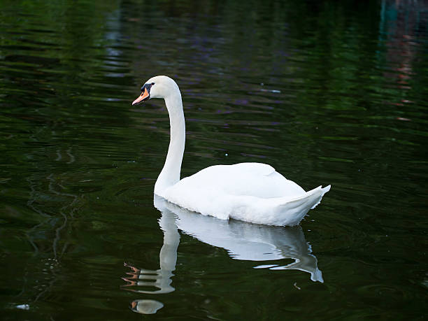 istock white Swan and shadow in the water 453422639