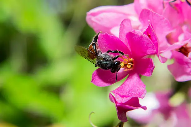 The close up Bee and Coral Vine or Confederate vine flower