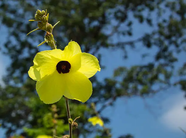 beautifu yellow flower