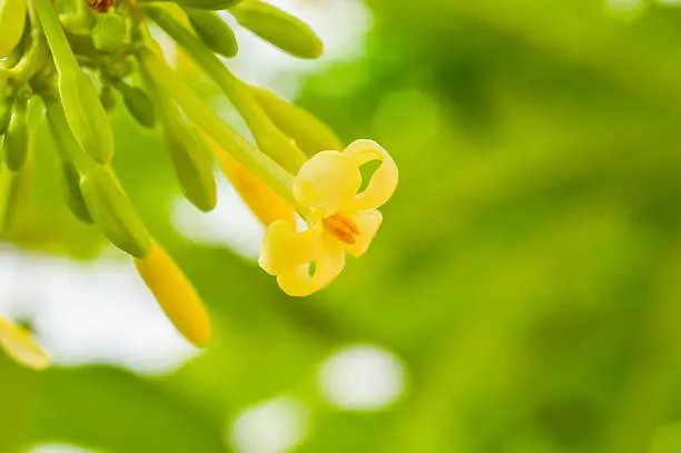 beautifu yellow flower