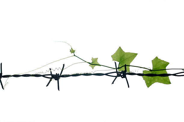 istock Treetop Gourd on barbed wire and white  background 453427041