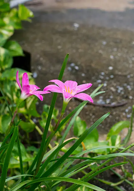 pink zephyranthes flowers,rain lily close up