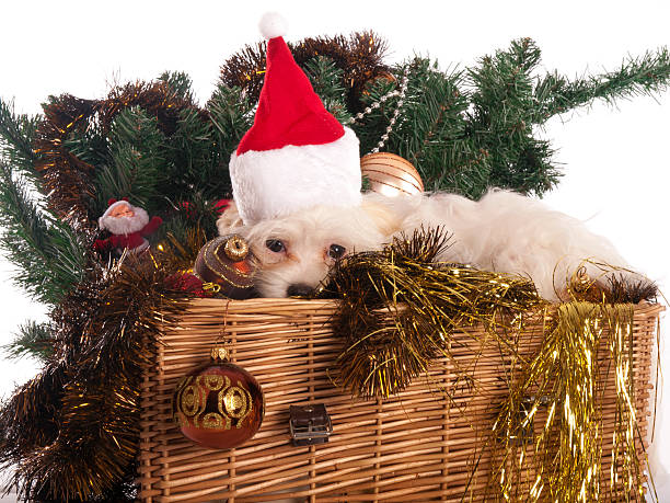 istock maltese dog in decorated Christmas basket 453428743