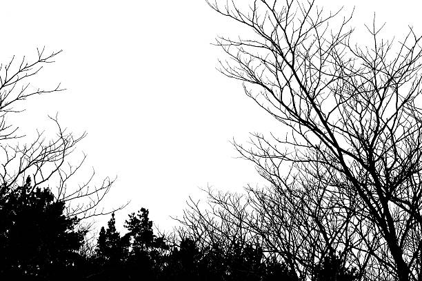 Tree silhouette stock photo