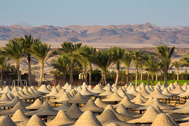deserto no egito marsa alam - palmeira dum - fotografias e filmes do acervo
