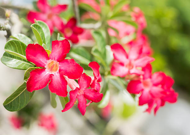 istock Desert Rose, Impala Lily, Mock Azalea pink flower 453438297