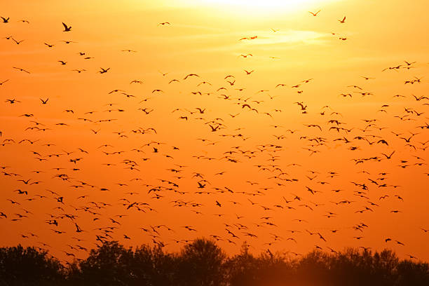istock Sunset with orange sky full of birds 453440233