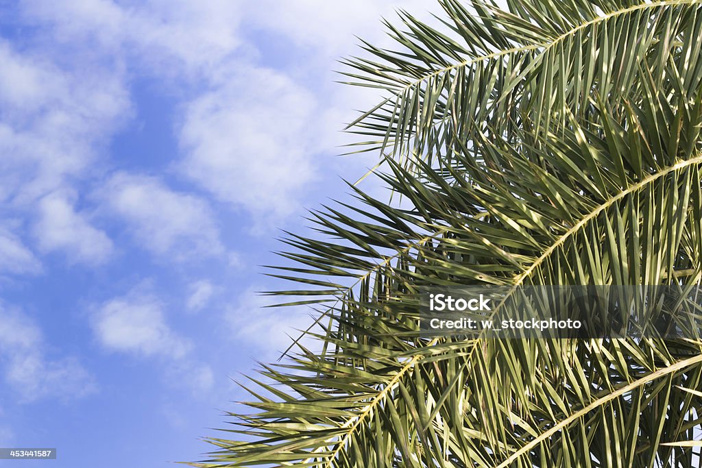 Folha de Palmeira sobre o céu azul fresco - Foto de stock de Abstrato royalty-free