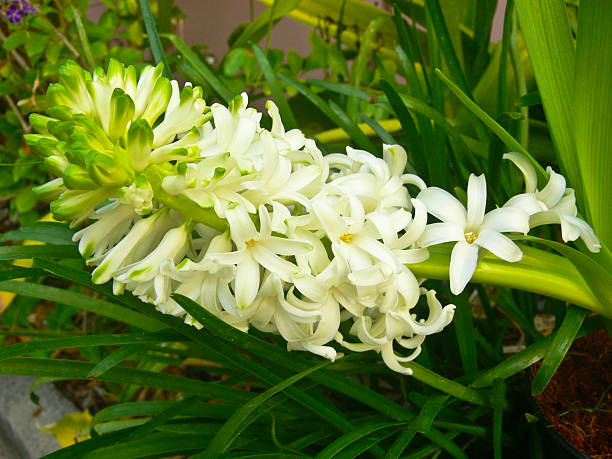 istock white hyacinth flower in Thailand,closeup 453442305