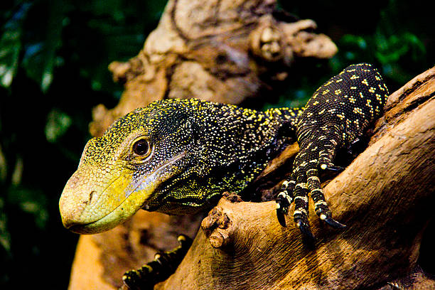Crocodile monitor - Varanus Salvadorii stock photo
