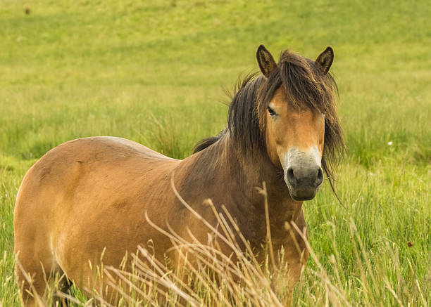 istock Rare Wild Horse Breed Exmoor Pony 453442751