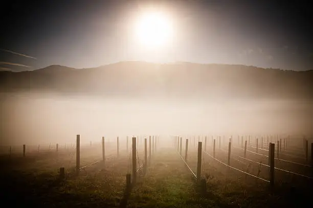 Photo of Vines On A Cold Morning