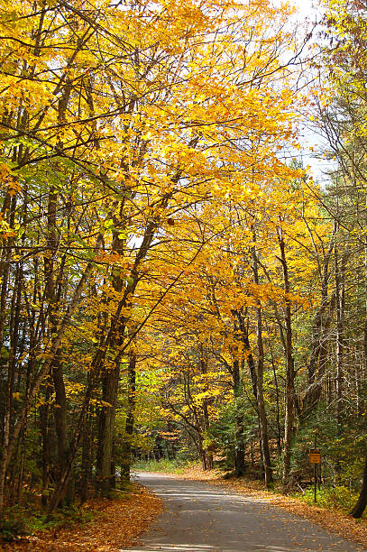 istock Country road with yellow leaves 453445787