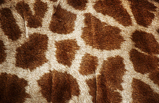 istock genuine leather skin of giraffe 453445901