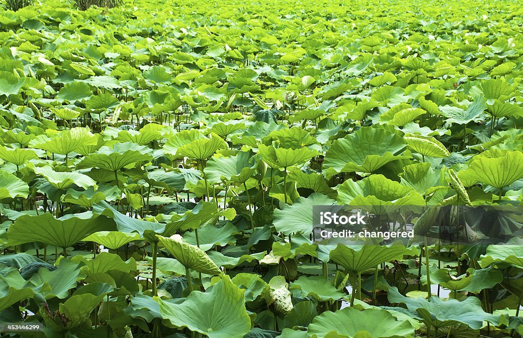 Feuilles de Lotus - Photo de Beauté de la nature libre de droits