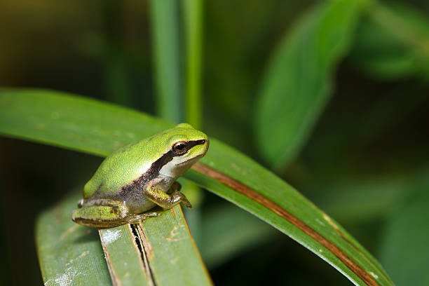 San Antonio frog (Hyla Arborea) stock photo