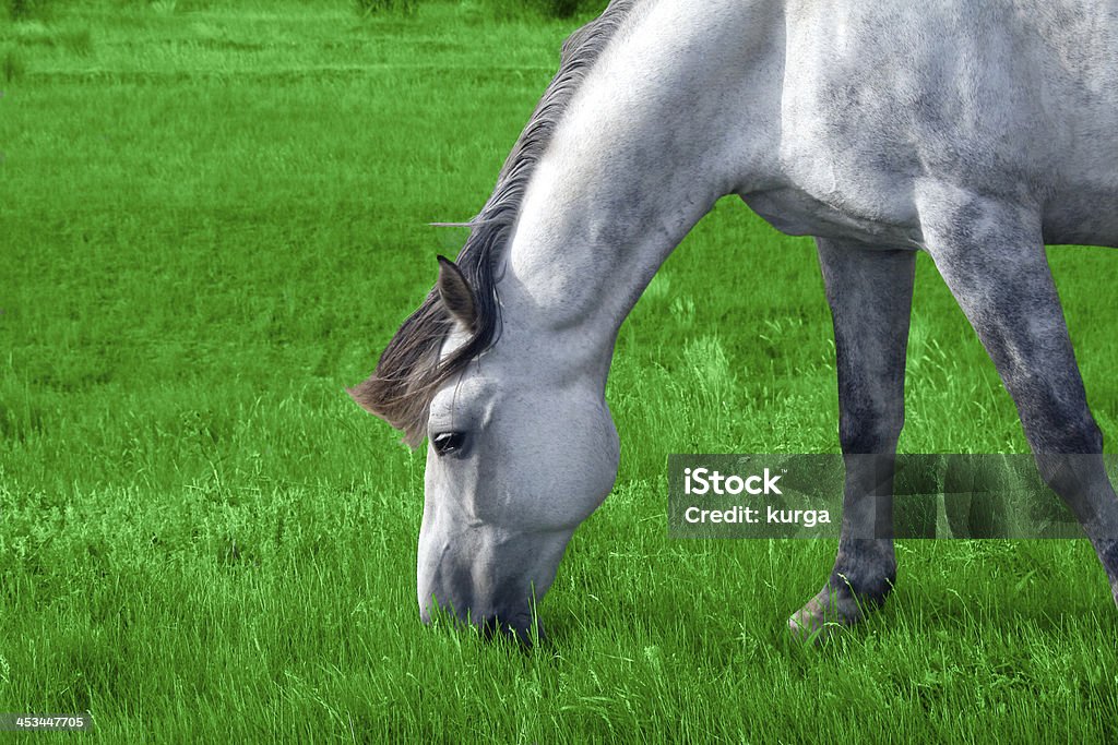 white arabian horse in the meadow Agricultural Field Stock Photo