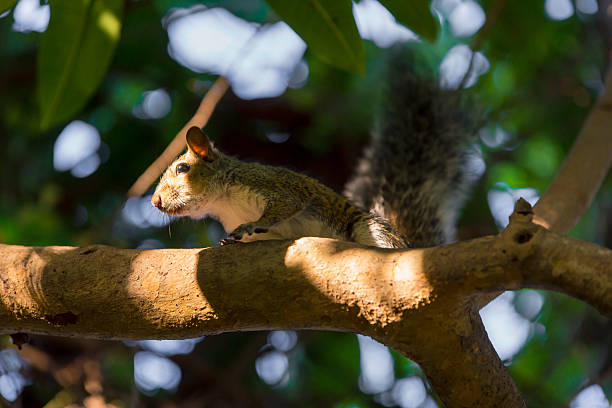 Squirell in a Tree stock photo