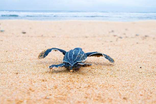 istock Newly hatched baby turtles  a hurry in the watery element. 453449063