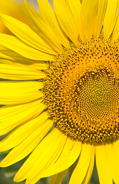 istock Close up of sunflower. 453449213