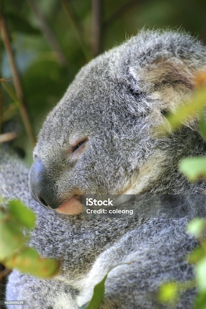 Urso coala - Foto de stock de Abraçar royalty-free