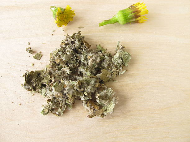 istock Coltsfoot, Farfarae folium 453451181