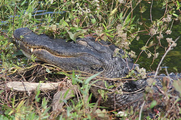 istock The American Alligator 453451453