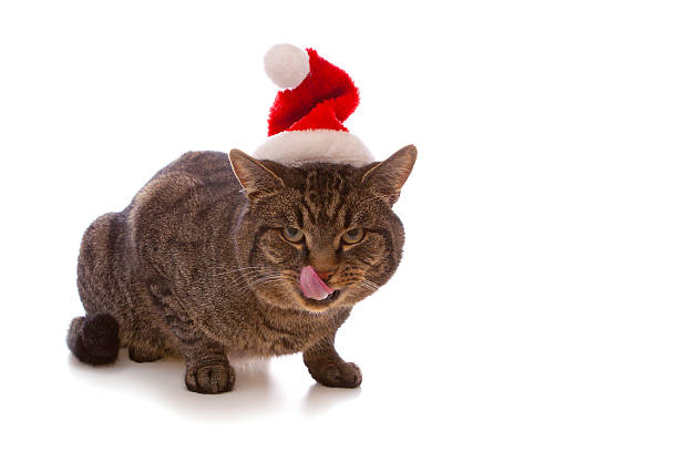 istock Gray cat with red Santa Claus hat . 453451623