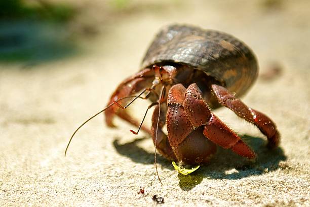 istock Hermit Crab Along the Trail 453451975