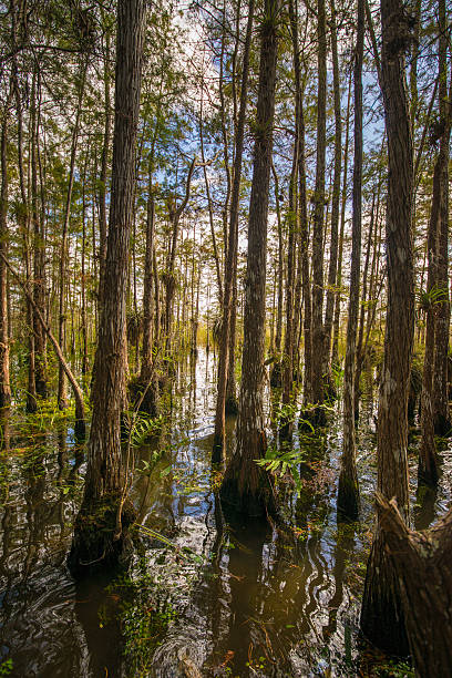 istock Woods of a Alligator Hole 453452379