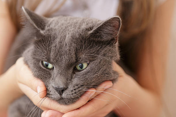 istock british shorthair cat in girls hands 453452737
