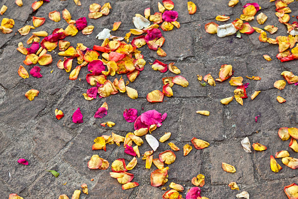 istock blossoms of flowers lying on the ground 453453879
