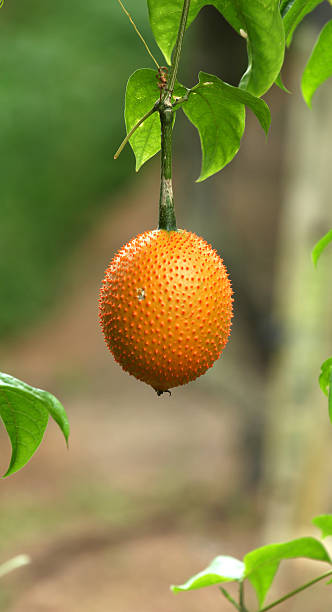 Chayote fruits Chayote fruits Christophine stock pictures, royalty-free photos & images