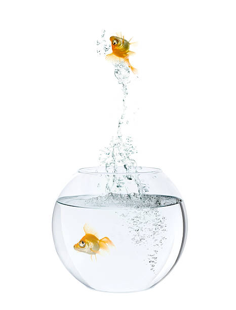istock goldfish leaping out of Fishbowl. 453458141