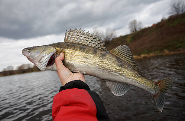 istock Walleye in fisherman's hand 453458397
