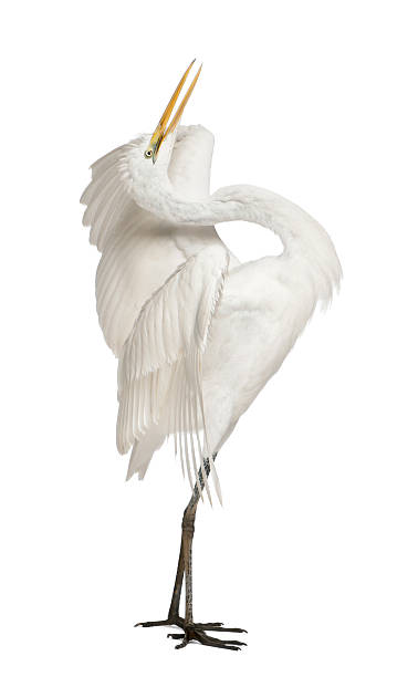 istock Great Egret, Ardea alba, standing in front of white background 453458715